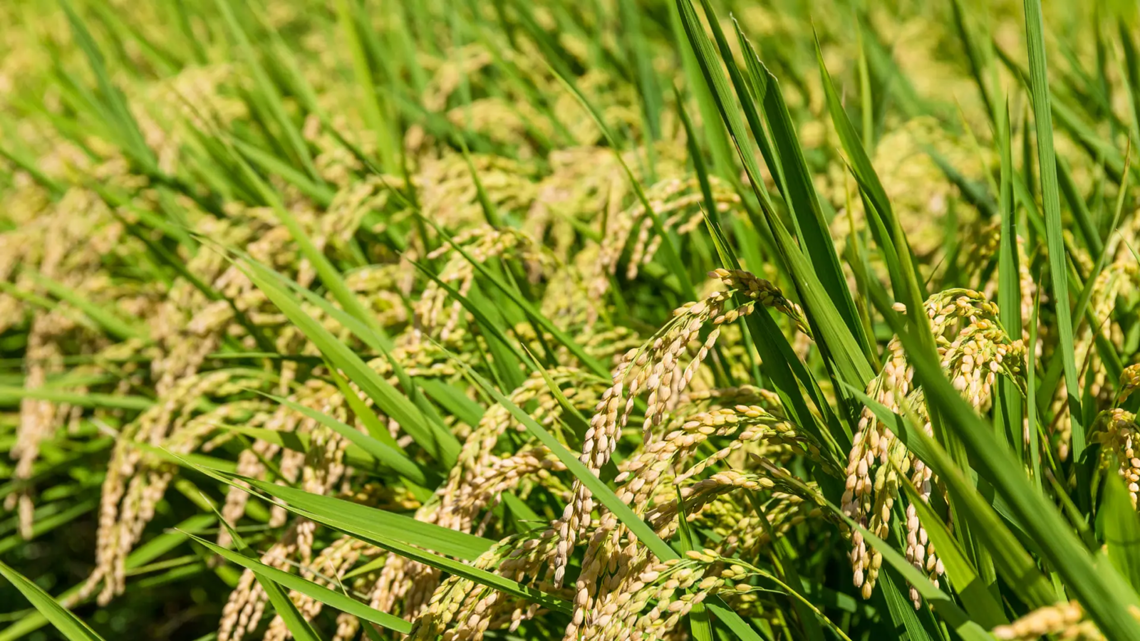 Regrow被选为湄公河三角洲水稻生产减排倡议的独立核查机构